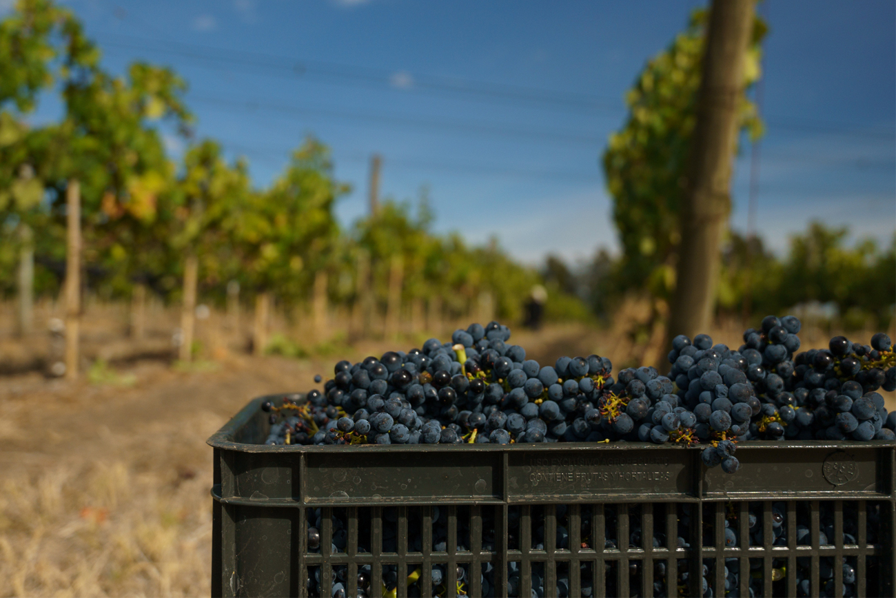 Reporte-Vendimia-2022